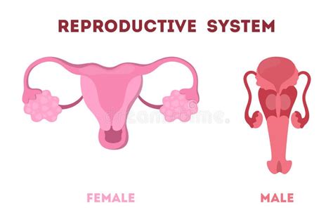 illustrazione schematica del sistema riproduttivo femminile
