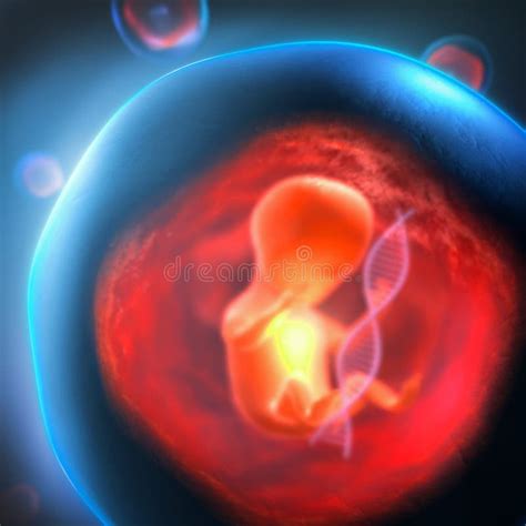 Illustrazione simbolica di un DNA e di un embrione in fase iniziale