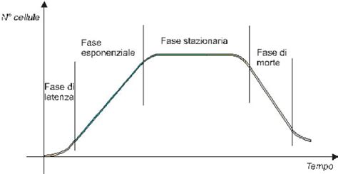 diagramma che mostra le fasi di crescita e i tipi di seggioloni