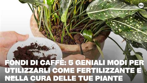 Pianta protetta da una barriera di fondi di caffè