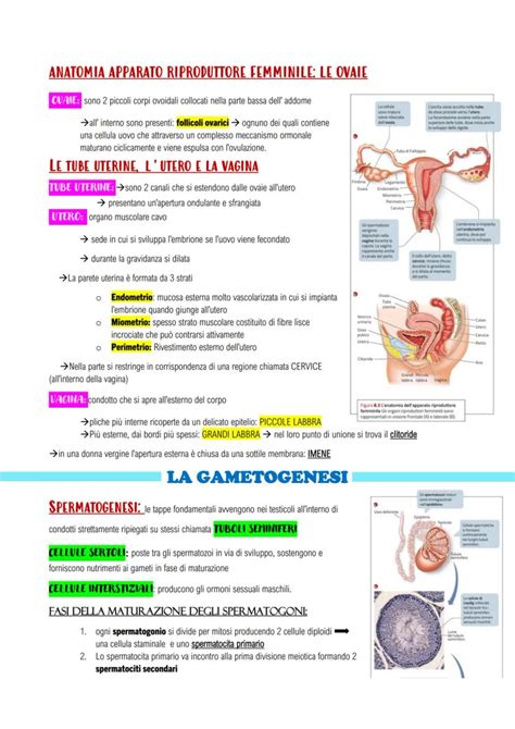 Diagramma: Sistemi riproduttivi maschile e femminile