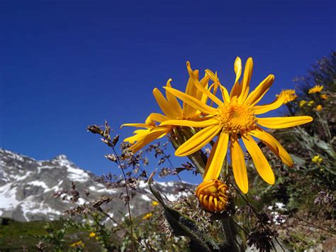 Arnica montana plant in its natural mountain habitat