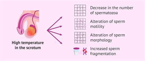 Sperm health vs scrotal temperature