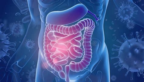 illustrazione anatomica semplificata del benessere vaginale