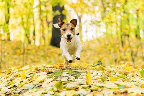 Cane che corre felice in un parco verde