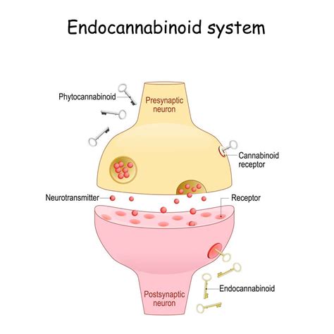 Diagramma che illustra la sinergia tra condroprotettori e supporto al sistema endocannabinoide