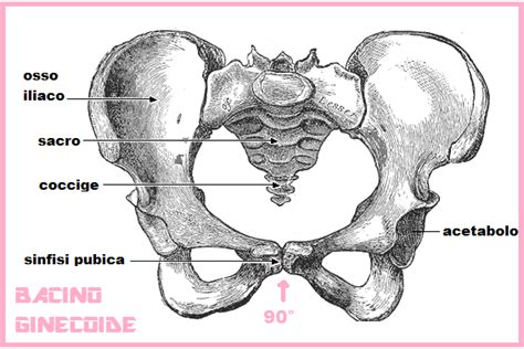 schema anatomico del bacino femminile durante la fase espulsiva