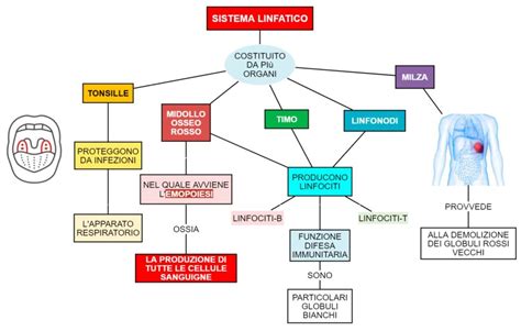 Schema del sistema linfatico umano