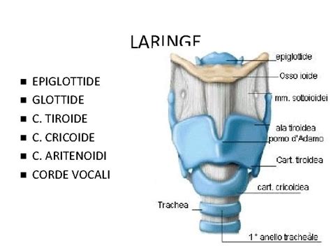 rappresentazione anatomica della laringe e delle corde vocali