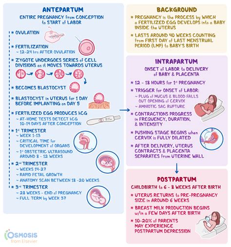 Illustrazione della trasmissione COVID-19 (verticale vs post-partum)