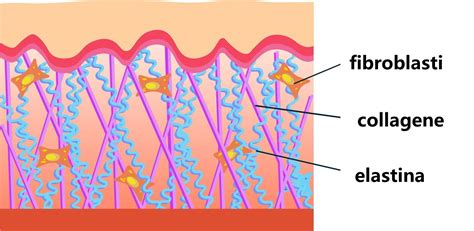 Struttura del derma con fibre di collagene ed elastina