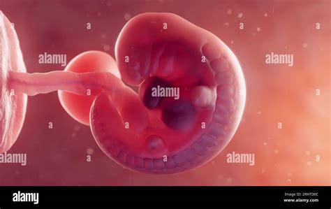 Illustrazione di un embrione in utero
