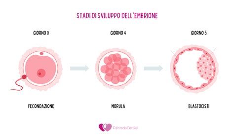 Stadi di sviluppo dell'embrione e della blastocisti per il trasferimento o la crioconservazione
