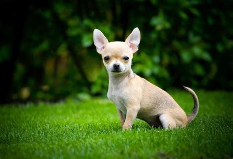 Un piccolo Chihuahua che osserva con diffidenza l'acqua in una vasca