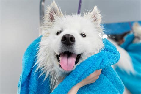Un cane che viene asciugato con un asciugamano morbido dopo il bagno