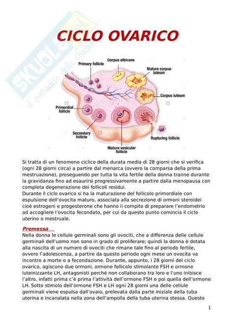 Illustrazione del ciclo ovarico naturale vs. stimolato