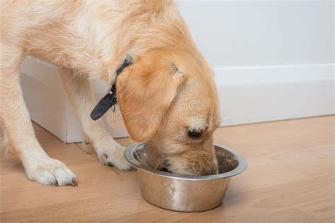 Cucciolo di cane che mangia da una ciotola