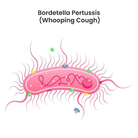 illustrazione scientifica del batterio Bordetella pertussis