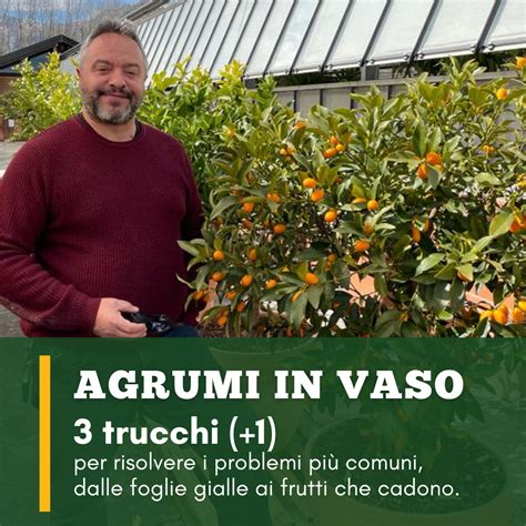 Agrumi sani e rigogliosi