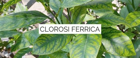 Foglie di agrumi con clorosi ferrica