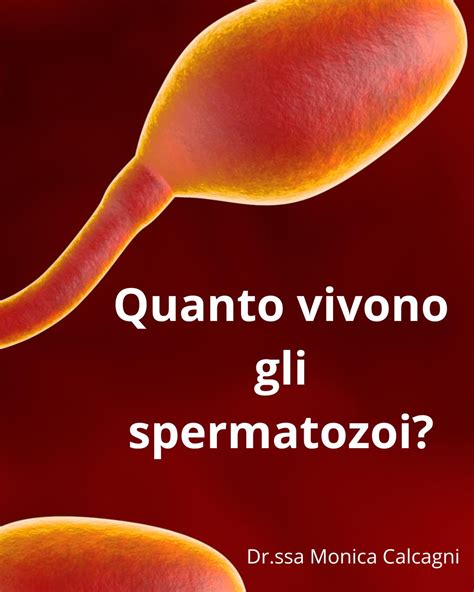 Spermatozoi in vitro