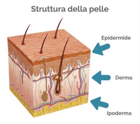 Infografica sulla struttura della pelle del bambino e l'azione del linimento