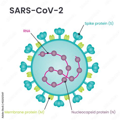 Schema della trasmissione del virus SARS-CoV-2 durante la gravidanza e il parto
