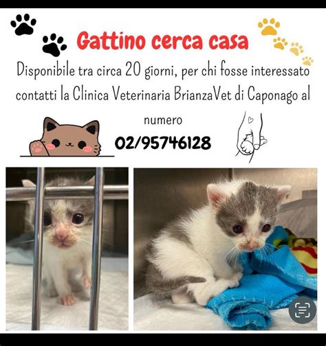 Visita veterinaria di controllo per gattino