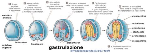 Rappresentazione schematica della gastrulazione con i tre foglietti germinativi