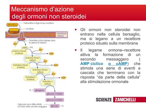 Diagramma: Meccanismo d'azione dell'acne ormonale