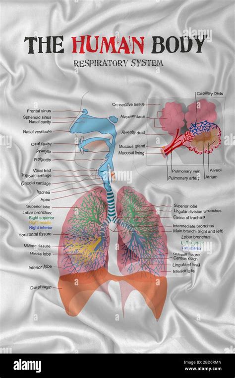 Diagramma del sistema respiratorio di un neonato