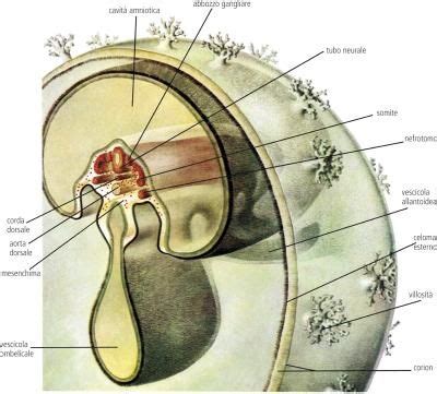 sezione frontale di un embrione che mostra l'evoluzione dalla fase presomitica alla somitica