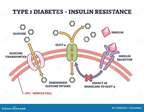 rappresentazione schematica del funzionamento dell'insulina e della resistenza insulinica nelle cellule