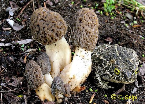 Spore di Morchella costata germinanti su Agar-amido