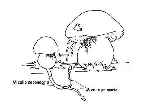 Micelio primario e secondario in un ciclo vitale fungino