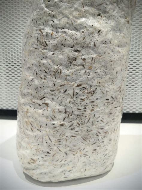 Coltivazione di micelio su grain spawn
