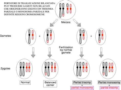 Schema di traslocazione robertsoniana