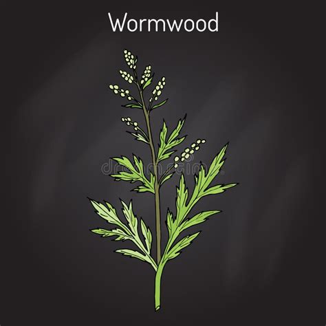 Illustrazione di una pianta di Artemisia vulgaris