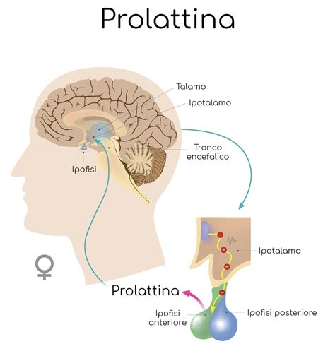 illustrazione della stimolazione del capezzolo durante l'allattamento che porta al rilascio di prolattina e ossitocina