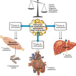 rappresentazione schematica dei meccanismi metabolici in gravidanza