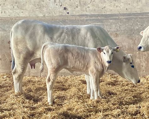 Bovini Chianina in un corteo trionfale romano