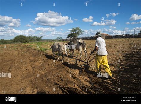 Un trattore d'epoca trainato da buoi Chianina in un campo