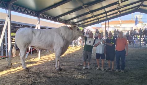 Schema comparativo delle dimensioni di un toro Chianina rispetto a un uomo