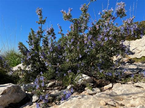 paesaggio rurale tipico della Sardegna con pascoli e macchia mediterranea
