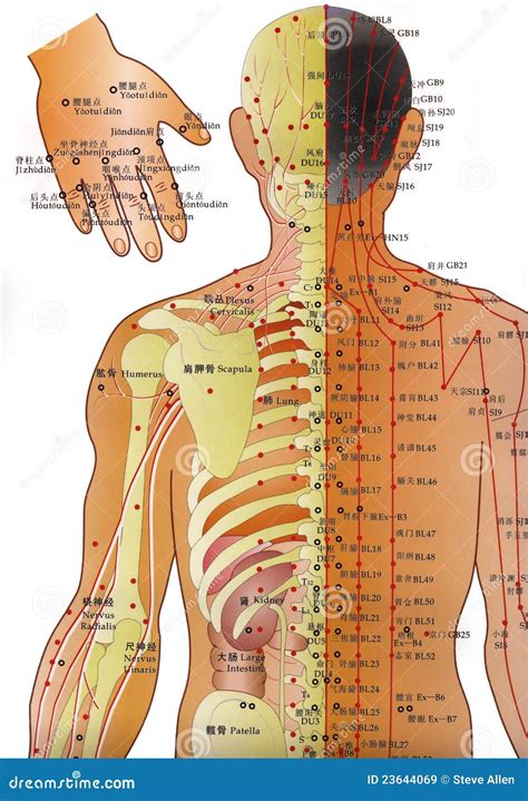 Agopuntura points diagram