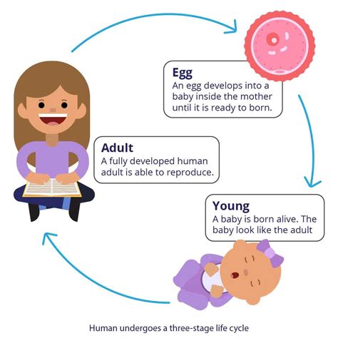 Diagram of 7-year cycles in women's life