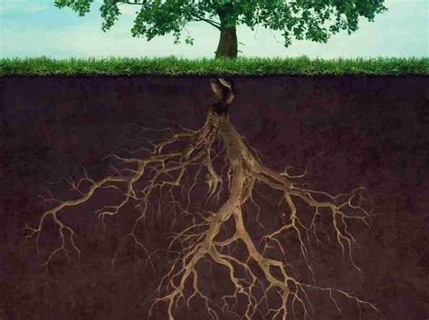 Illustrazione che mostra la differenza tra un apparato radicale ben sviluppato in un suolo sano e uno stentato in un suolo povero.