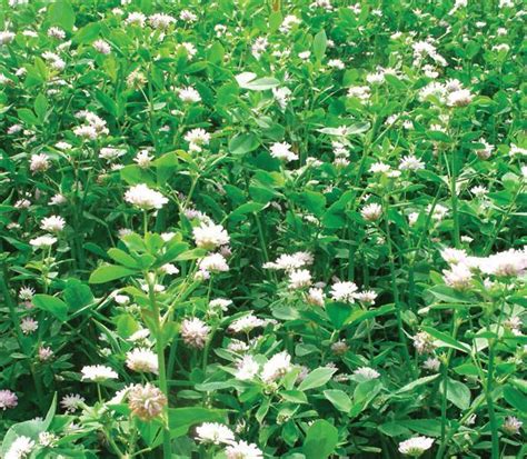 Campo coltivato con cover crops (es. trifoglio e graminacee) per il miglioramento del suolo.
