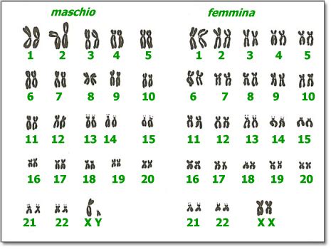 Rappresentazione grafica dei cromosomi sessuali X e Y