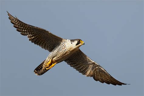Falco pellegrino in volo
